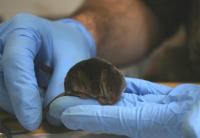 Common shrew