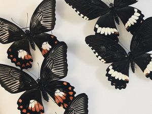 Butterfly supergenes