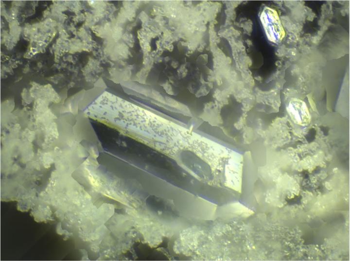 Catheter Biofilm