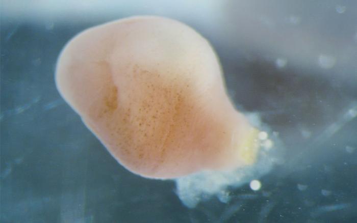 Xenoturbella bocki