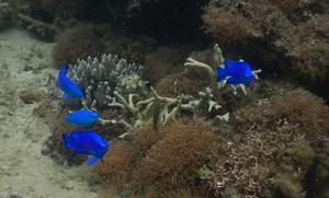 Adult blue damselfish