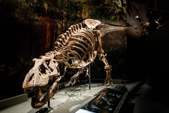 Skeleton of a Tyrannosaurus rex