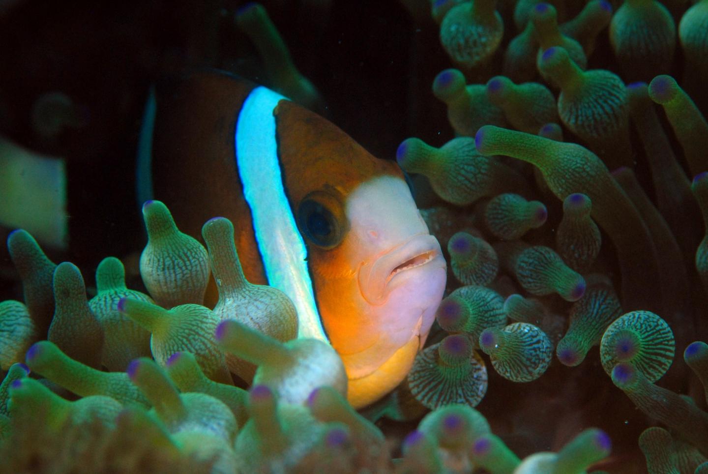 Great Barrier Reef Anemonefish