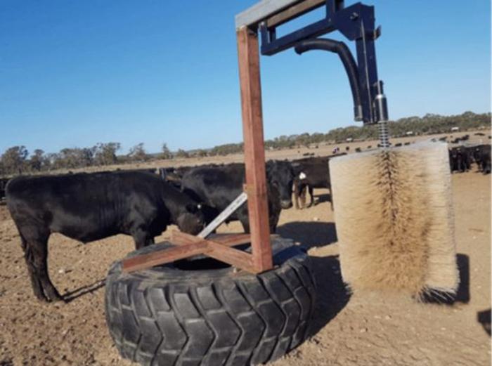 Cattle brush