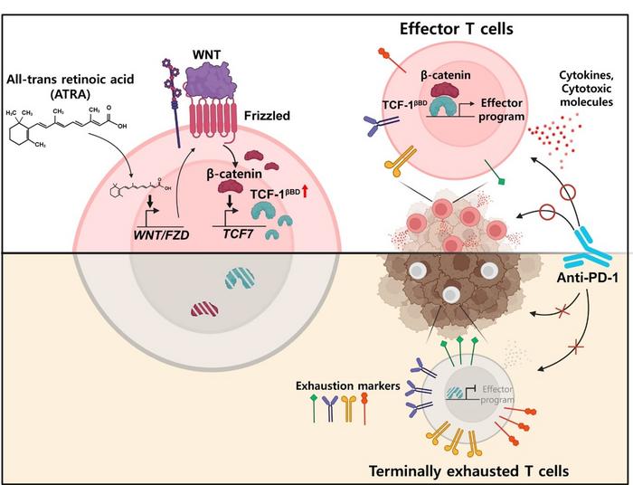 Vitamin A Metabolite Preserves T Cells’ Function as KAIST Points to a New Strategy for Treating Intractable Brain Tumors