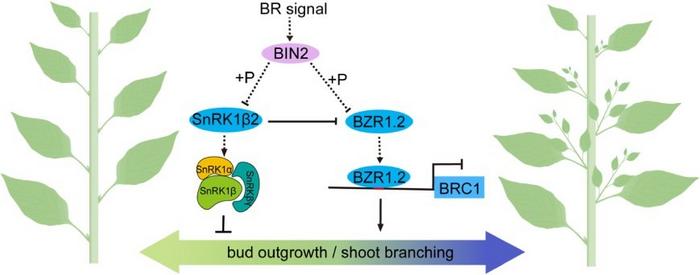 A proposed working model for BZR1.2 regulation of the lateral branch.