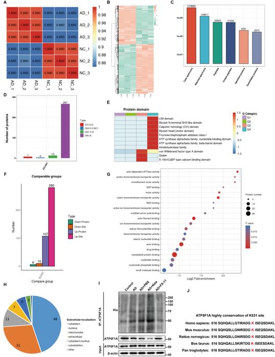 Figure 1. Screening of key proteins and modification sites by modification omics