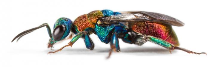 Gold Wasp (<i>Hedychrum nobile</i>)