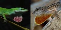 Green Anole and Brown Anole