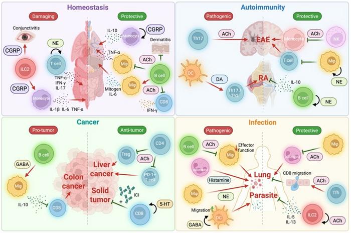 The immunomodulatory roles of immune cell-derived neurotransmitters in tissue homeostasis and disease pathogenesis