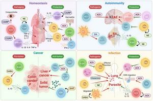 The immunomodulatory roles of immune cell-derived neurotransmitters in tissue homeostasis and disease pathogenesis