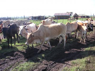 The Details of Parasitic Development (1 of 5)