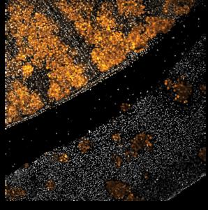 Bar-Ilan University Study Uncovers the Origin of Sleep in Jellyfish and Sea Anemones