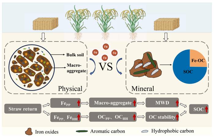 Straw return promotes soil organic carbon sequestration through aggregate protection and chemical bonding mediated by iron oxides