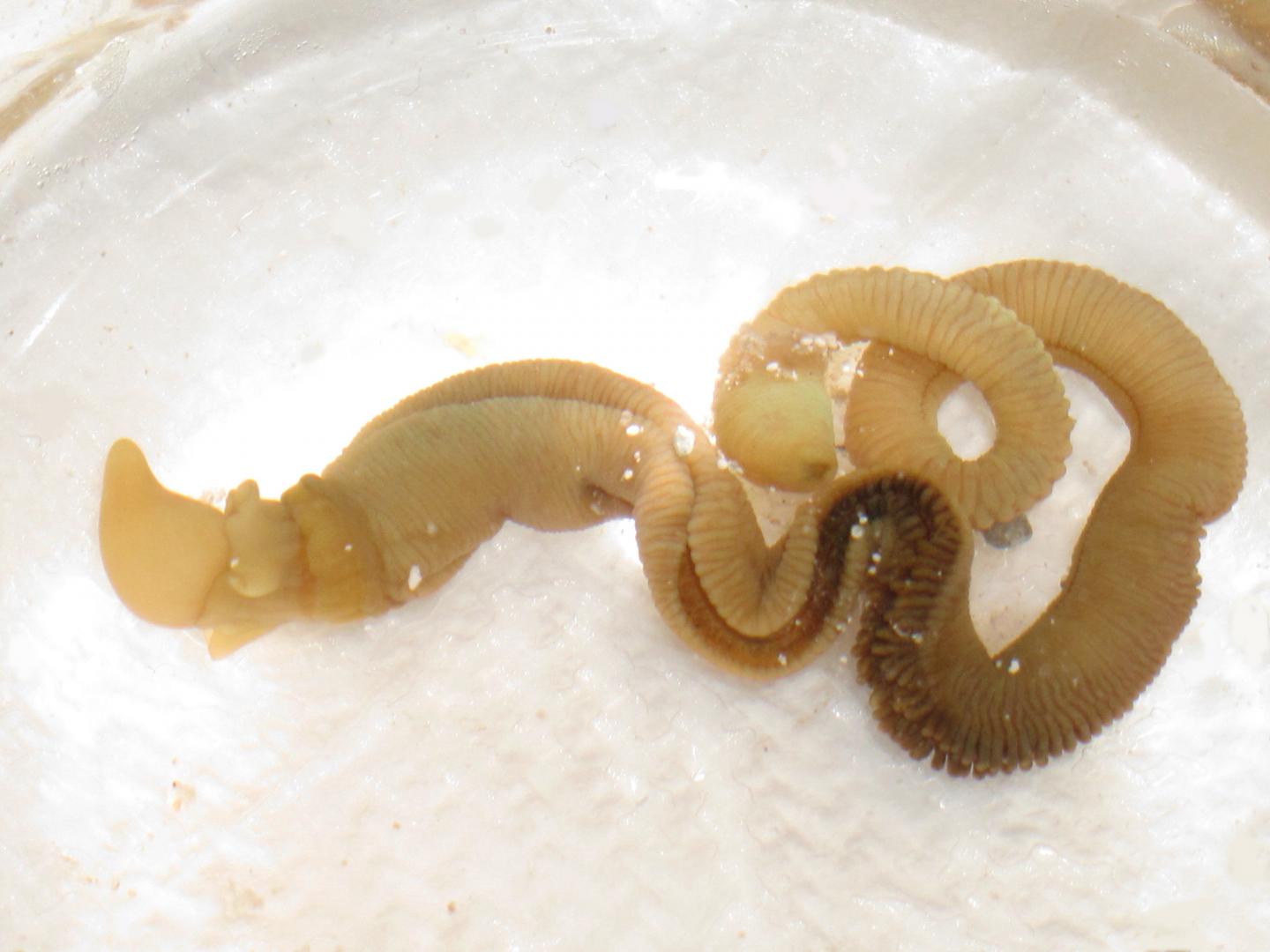 Whole Worm
