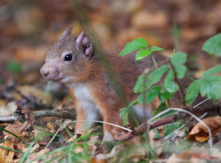 Human Leprosy Found in British Red Squirrels (2 of 10)