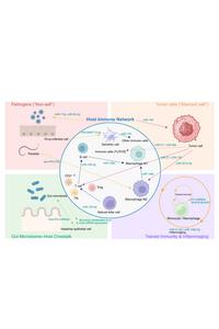 Figure 2: The hidden language of extracellular miRNAs in immune regulation