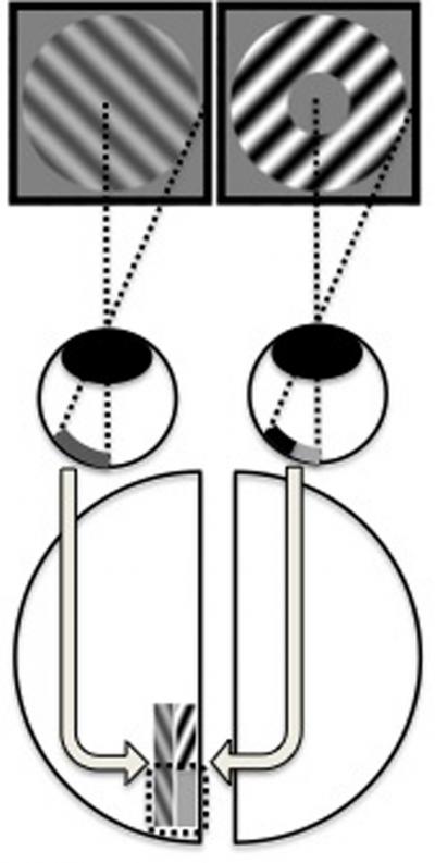 Seeing v. Noticing, in the Brain (2 of 2)