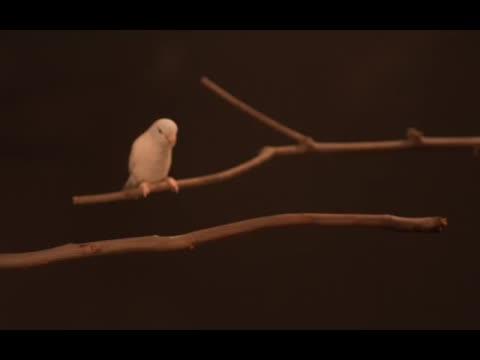 I Believe I Can...Hop: Foraging Parrotlets Optimize Energy During Short Flights (11 of 15)