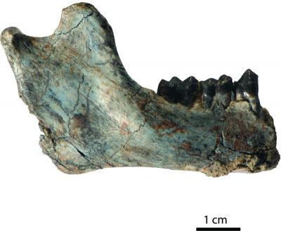 <i>Rukwapithecus fleaglei</i> Mandible