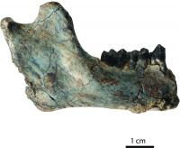 <i>Rukwapithecus fleaglei</i> Mandible