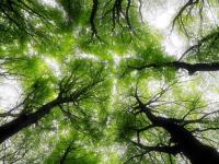 Forests