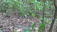 Male Golden-Collared Manakins