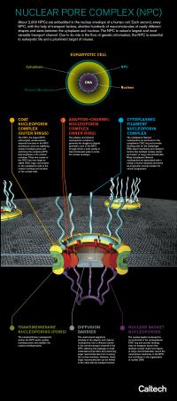 Determining How the Nuclear Pore Complex Works
