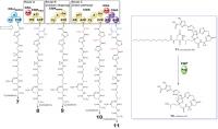 Colibactin-645 's Biosynthetic Pathway