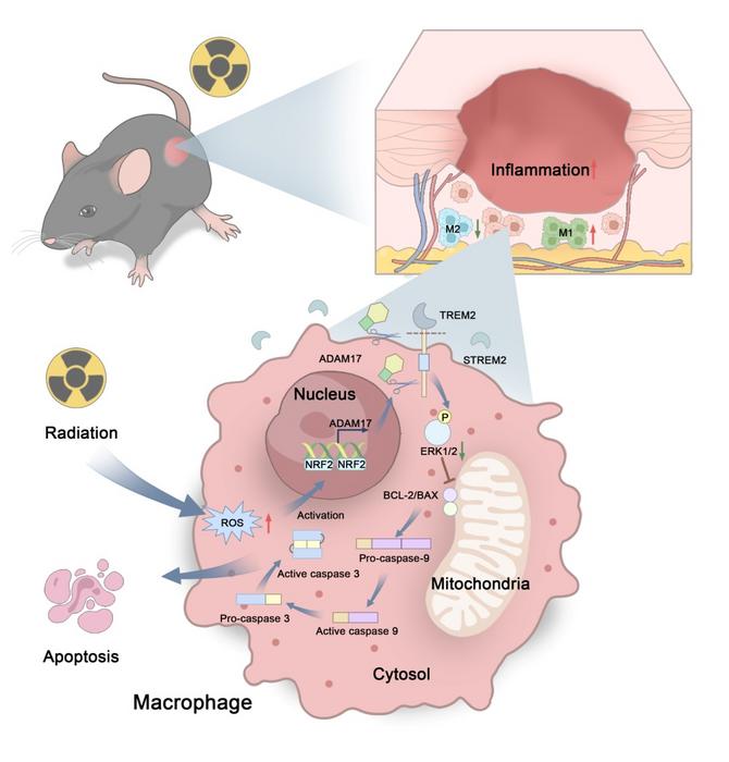Figure 2:TREM2 regulates macrophage apoptosis and polarization through the ERK1/2–BAX/BCL-2–Caspase cascade, ultimately leading to delayed healing of radiation-induced skin injury.