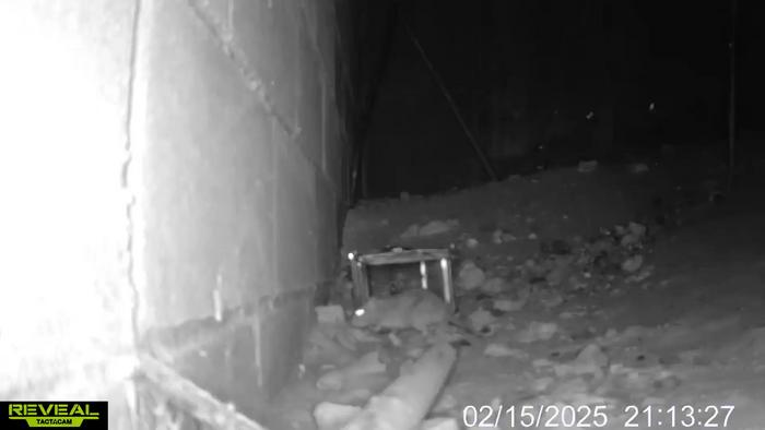 Rat Steals Bait