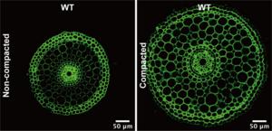 Cross-section of plant root in normal vs dense media.