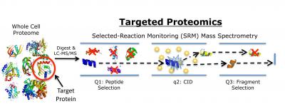 Targeted Proteomics