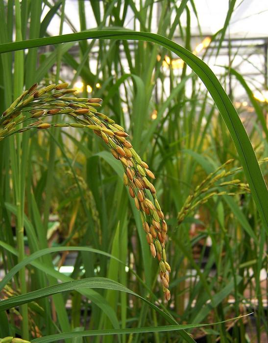 Global Food Security: Researchers Uncover Attack Mechanism of Rice Parasite