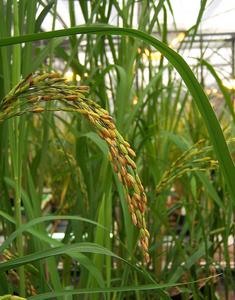 Global Food Security: Researchers Uncover Attack Mechanism of Rice Parasite