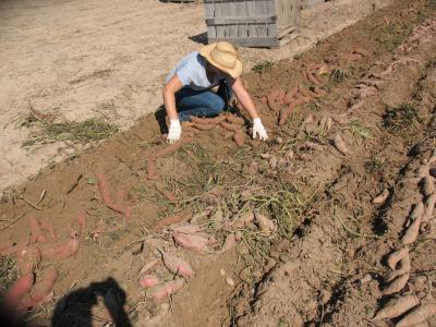 Optimizing Sweetpotato Production