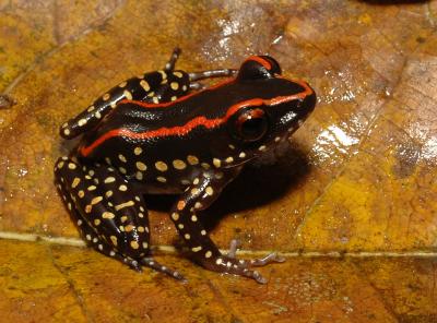 <I>Hylarana centropeninsularis</I>
