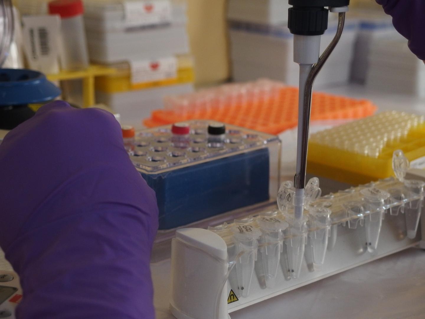 Viral Genome Sequencing in the Heart of a Lassa Outbreak (2 of 3)