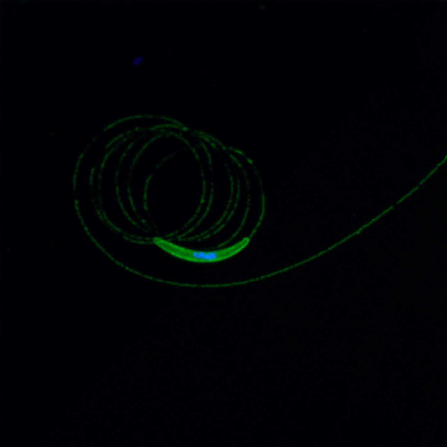 <i>P. berghei</i> Sporozoite Gliding Movement