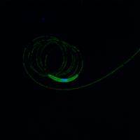 <i>P. berghei</i> Sporozoite Gliding Movement
