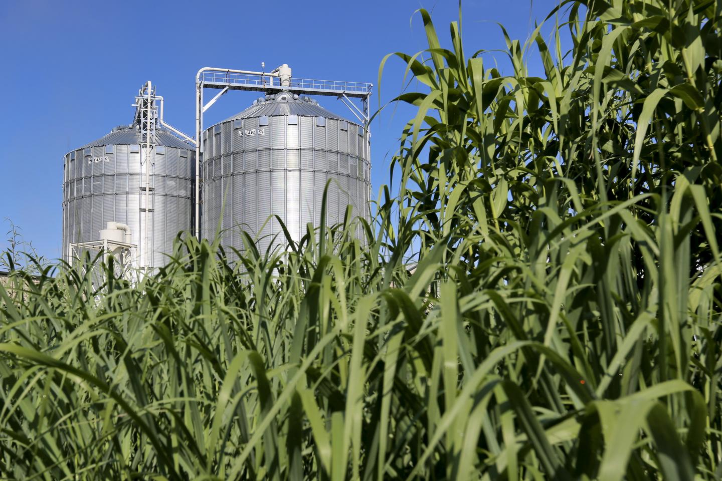Switchgrass