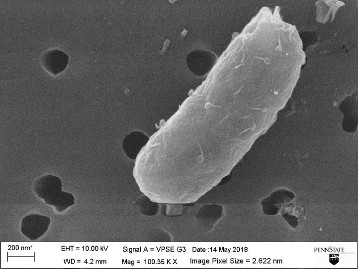Bacteria Carrying Phage