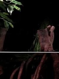 Archerfish Target Their Prey with Jets of Water (2 of 2)