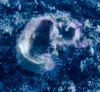 Close up of Spirobid Worm Feeding