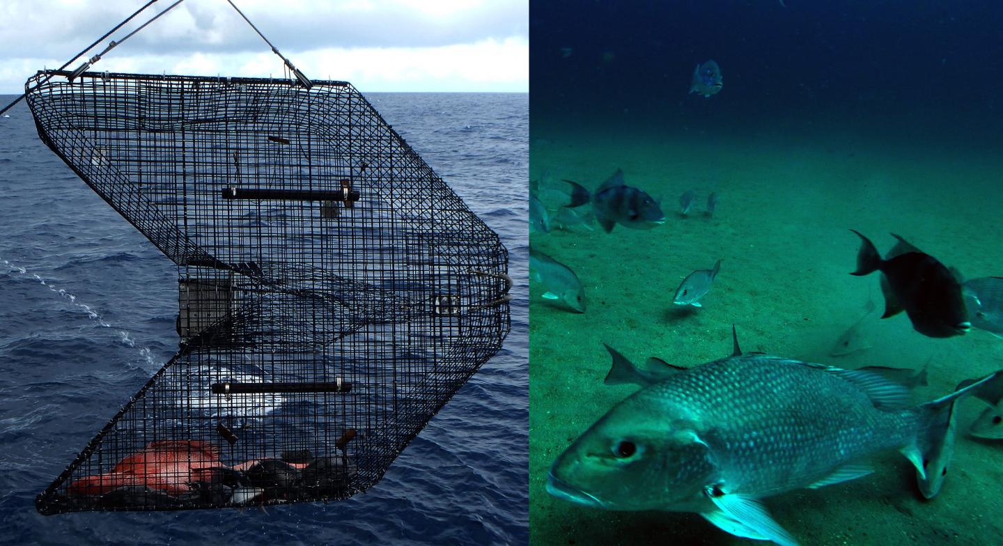Video Fish Trap
