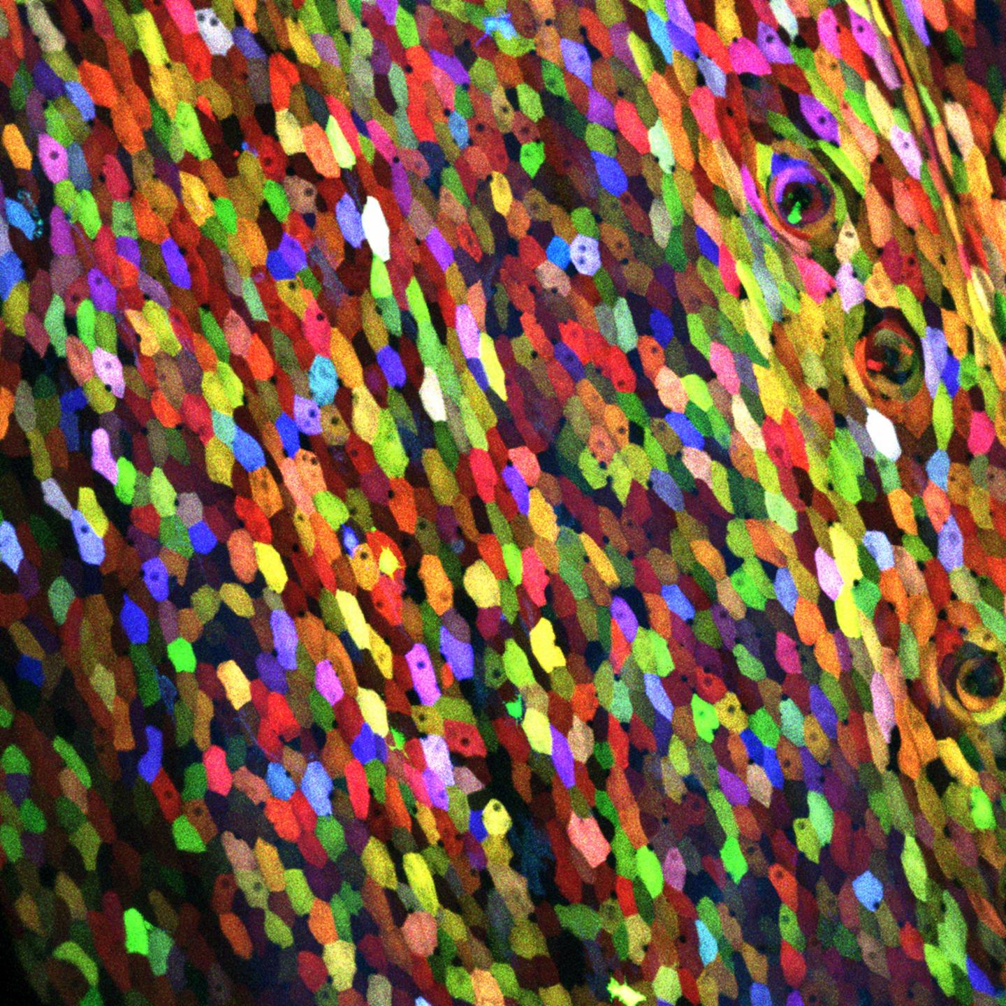 Skinbow Under a Microscope