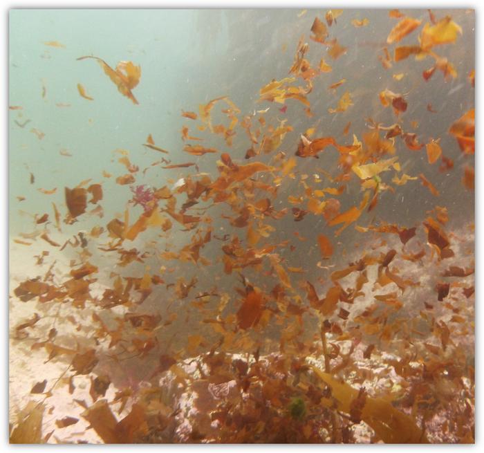 Climate-driven losses in seaweed carbon sequestration outpace habitat restoration gains
