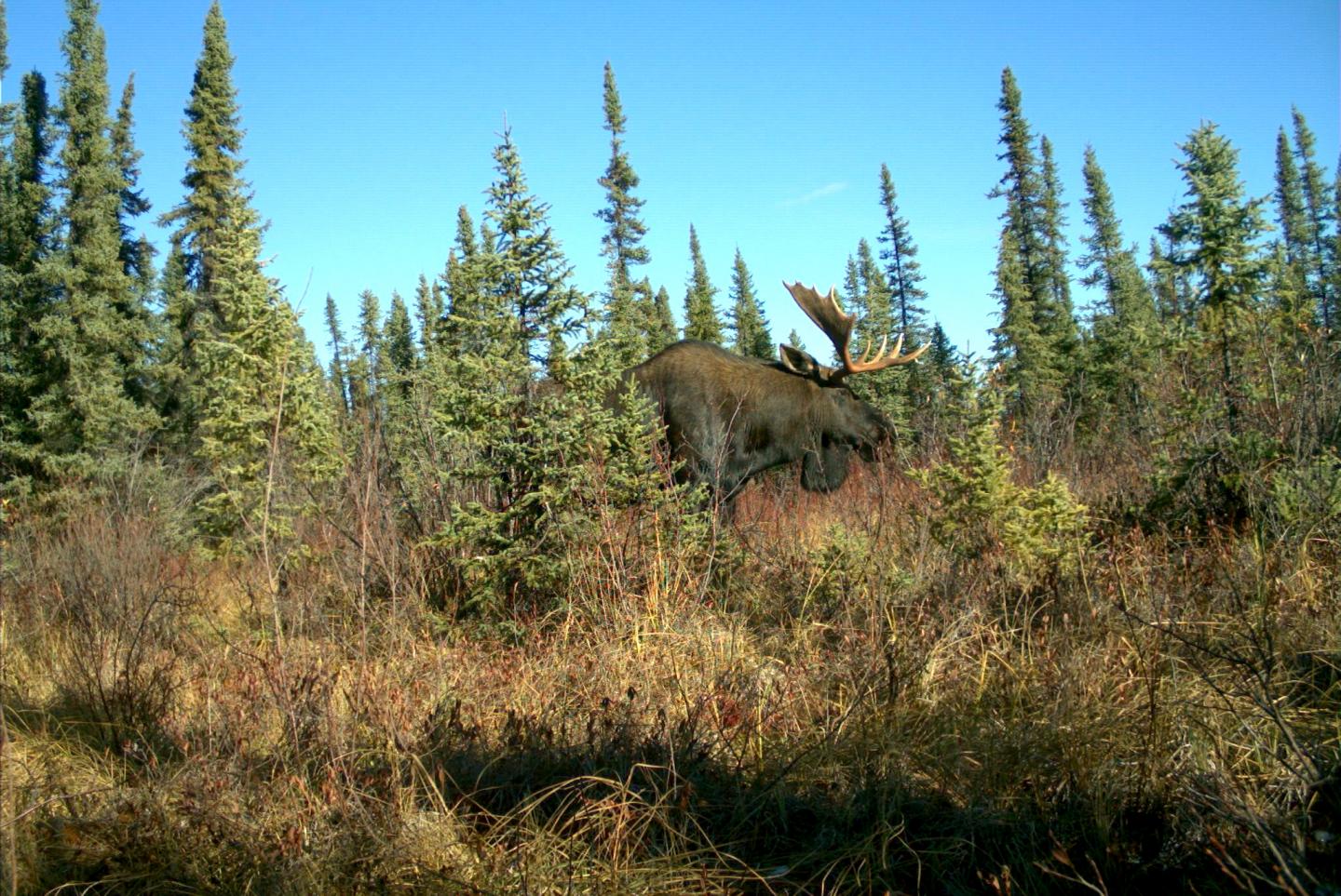 Moose