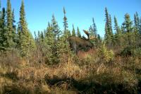 Moose