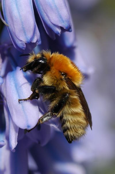 How Common Crop Pesticide Harms Bees (1 of 3)